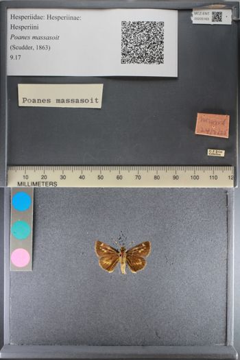 Media type: image;   Entomology 205163